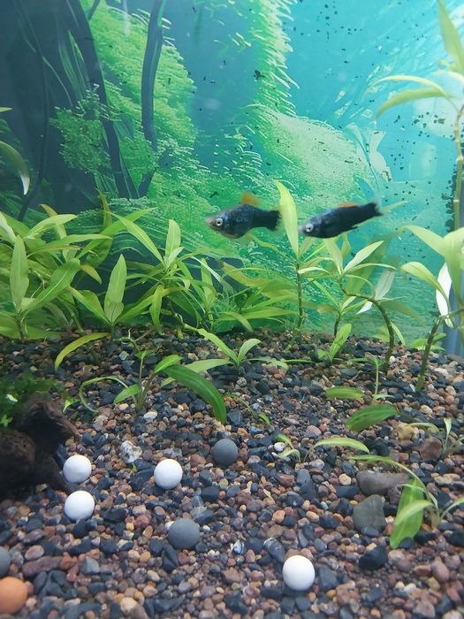 Обменяю рыбок аквариумных