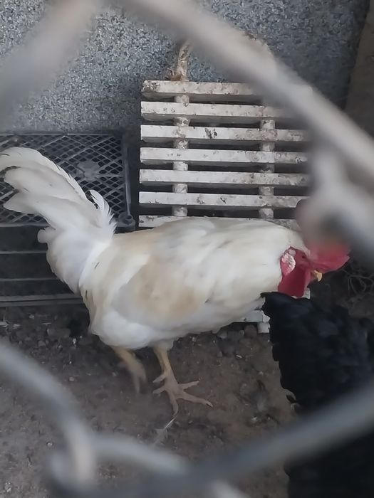 Oq Xuroz Sotiladi