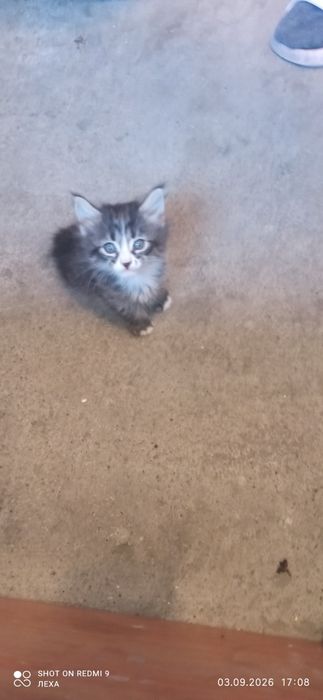 Отдам котят бесплатно