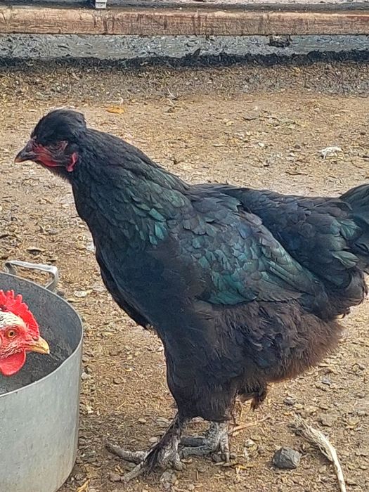 Продам петухов породы брам, маран ...