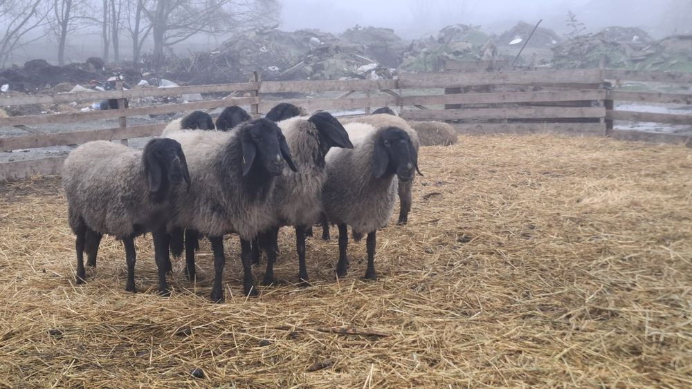 Vand oii metis bulgaresc cu sarbesc