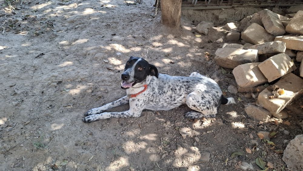 Продаётся умная сабака в хорошей руки