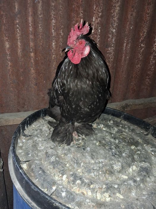 Кахинхин питух молодой