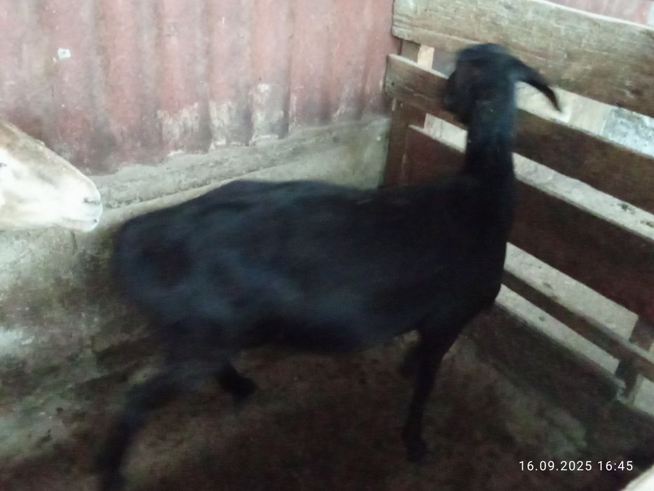 Продам бараны жырные срочно