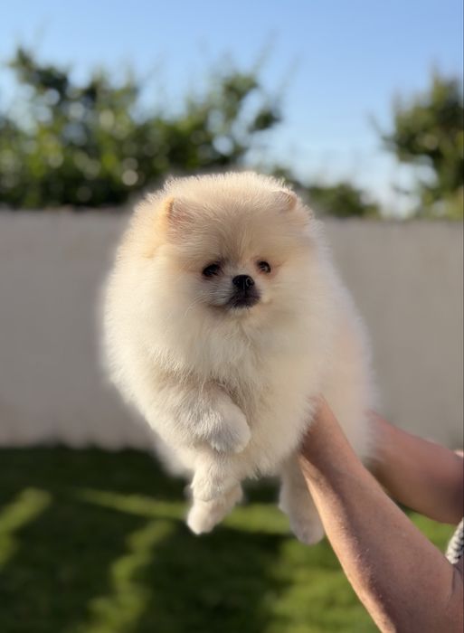 Beietel pomeranian !