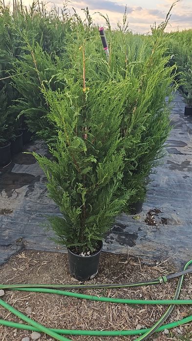 Cupressocyparis leylandii ( gard viu)