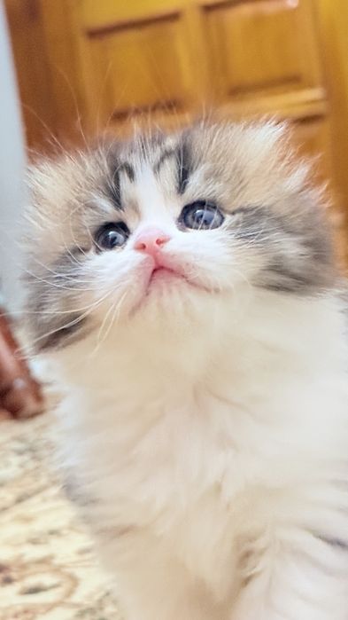 Мушукчалар сотилади. Продам котята