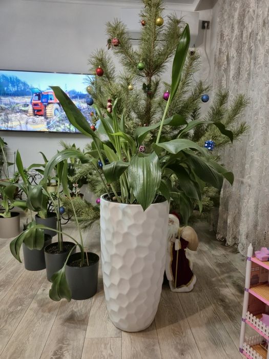 Отличный подарок на Новый год, Эухарис