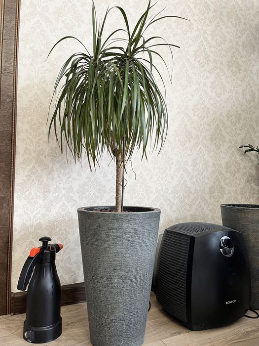 Комнатные цветы Драце́на