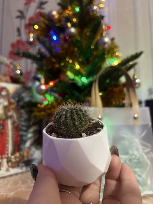 Кактус - живой подарок
