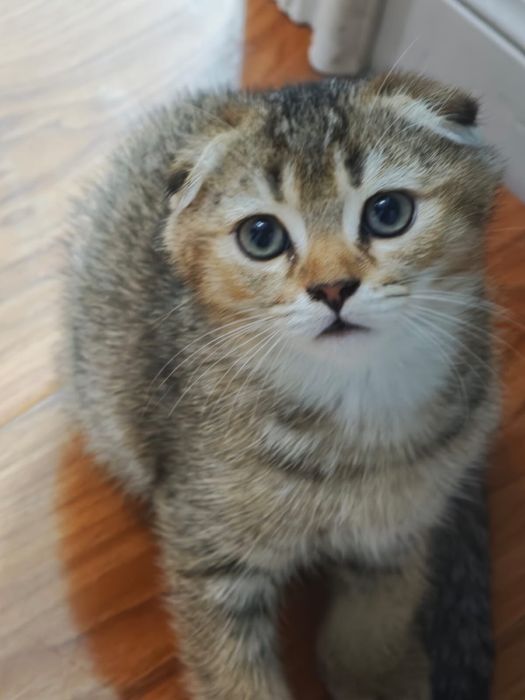Котенок в поиск дома