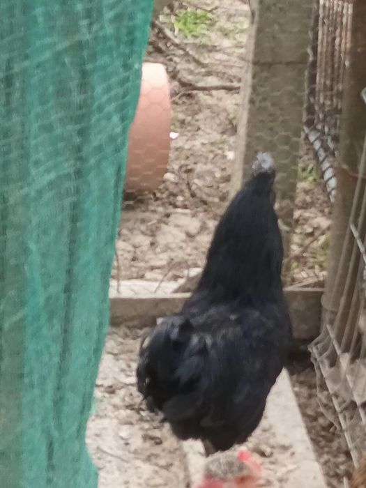 Vând doi cocoși de Ayam Cemeni