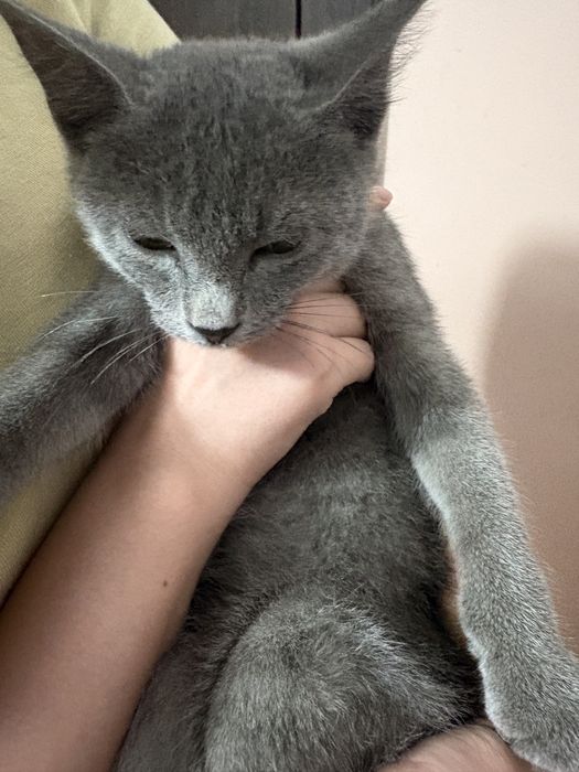Котенок маленький