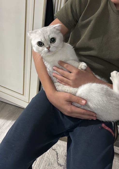 Вислоухая шотландка