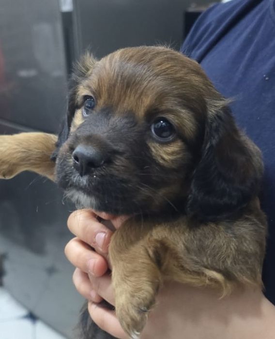 Отдам щенков бесплатно