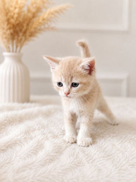 Котята скоттиш фолд, скоттиш страйт
