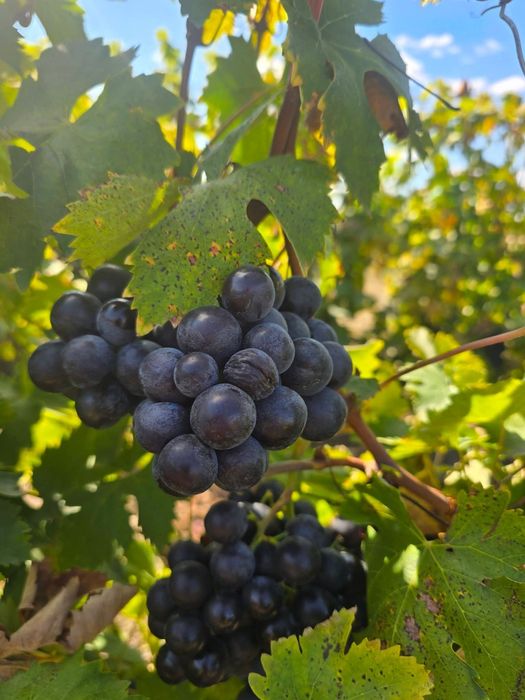 Struguri de vânzare pentru vin si de masa.
Tel : 0783 082 299