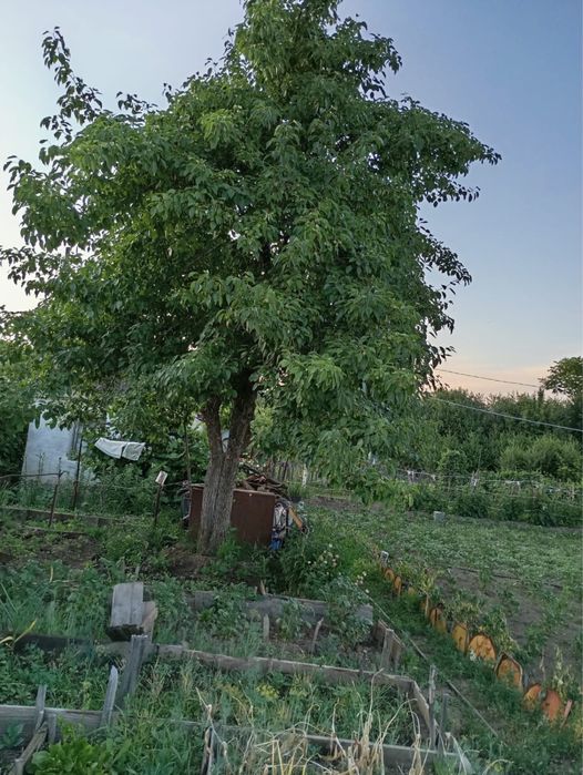 Дача в пос. Новая-Бухтарма