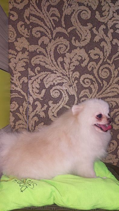 Померанский шпиц девочка.