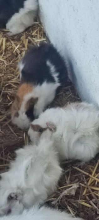 Морские свинкии