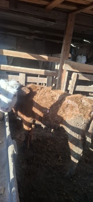 Бычок,бузау,бычок,бык