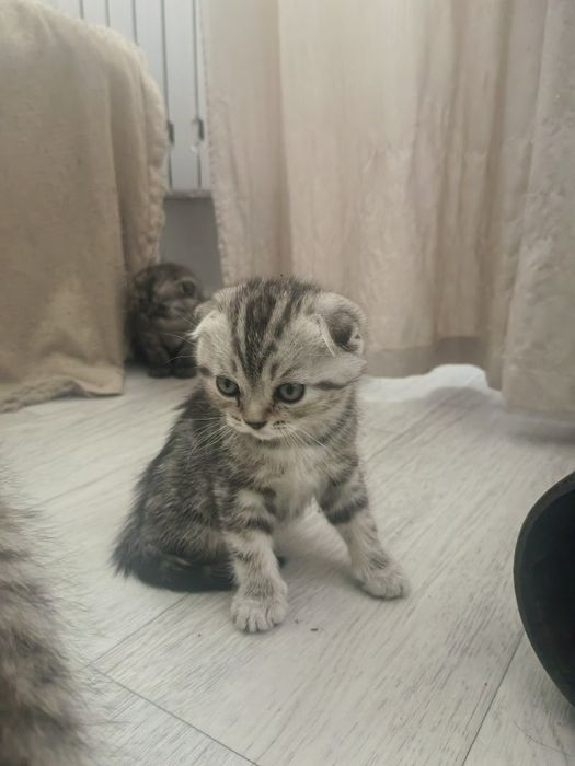 Продам шодланских котят