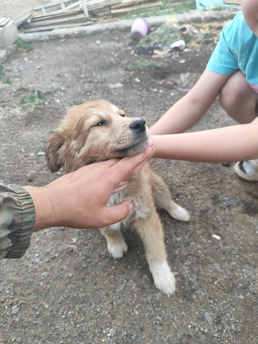 Отдам в хорошие руки