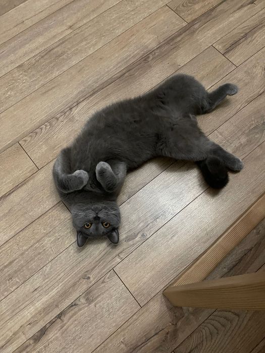 Продаётся красивый британский кот.