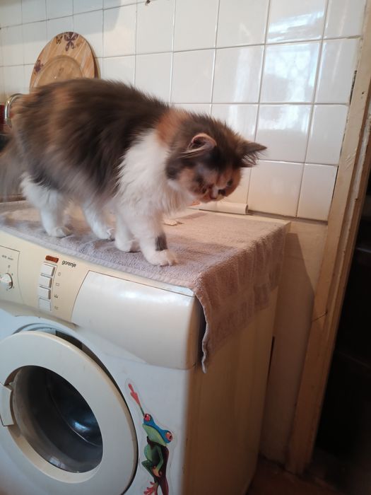 Продава се персийска котка