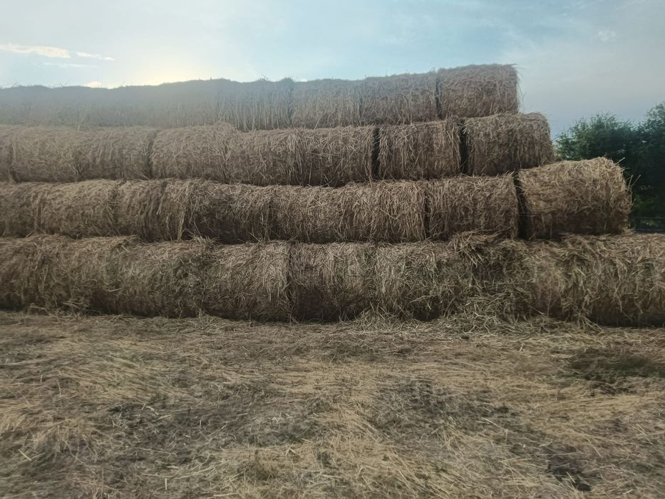 Продам суданку,рулон 6 тысяч,самовывоз.