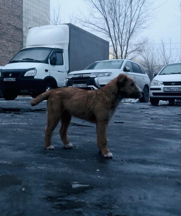 2 маленьких щенка по 3-4 месяца