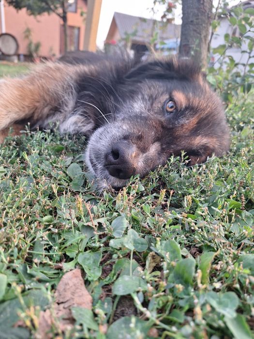 Ofer servicii de petsitter