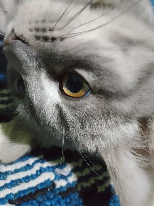 Zotdor mushuk chiroyli