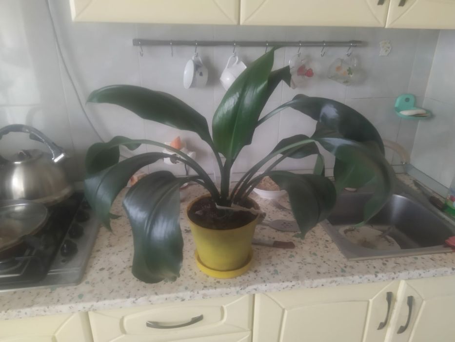 Продам комнатные растения