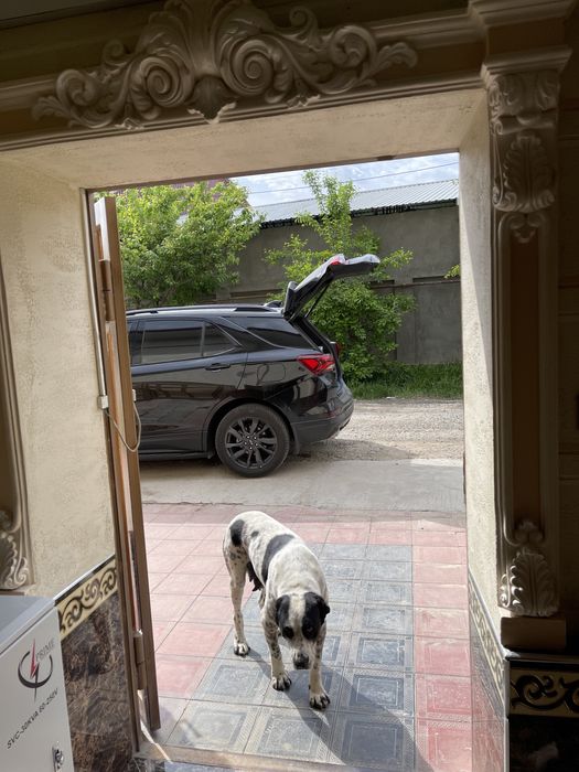 Собака 2 год