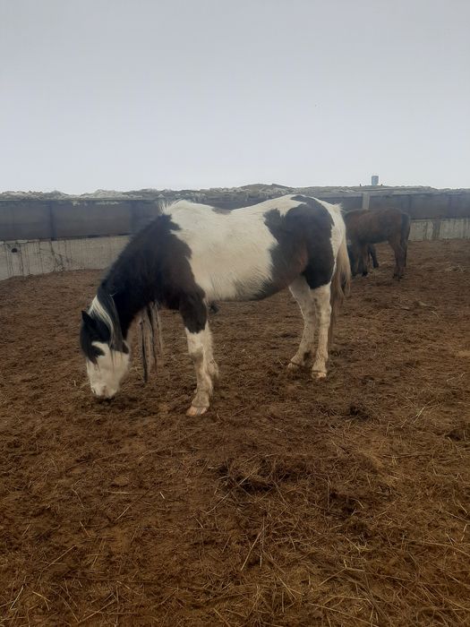 Продаётся жеребец!