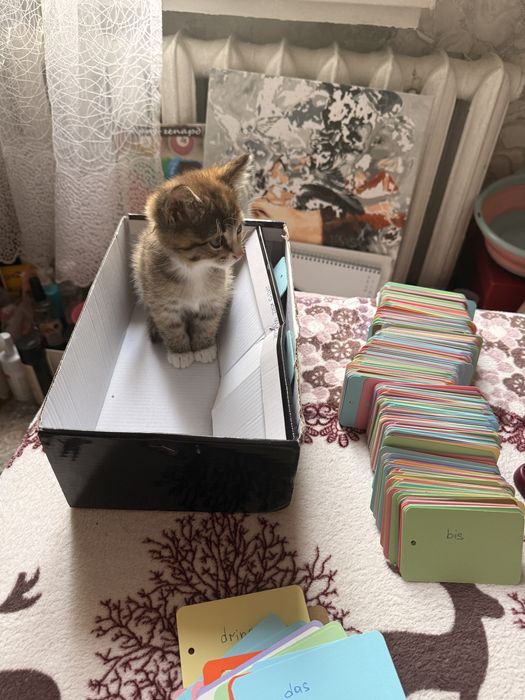 Отдам кошечку в добрые руки