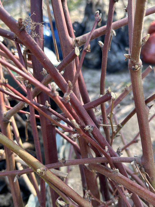 Ежамалина , Малина