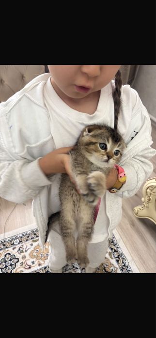 Продается шотландские шиншиллы