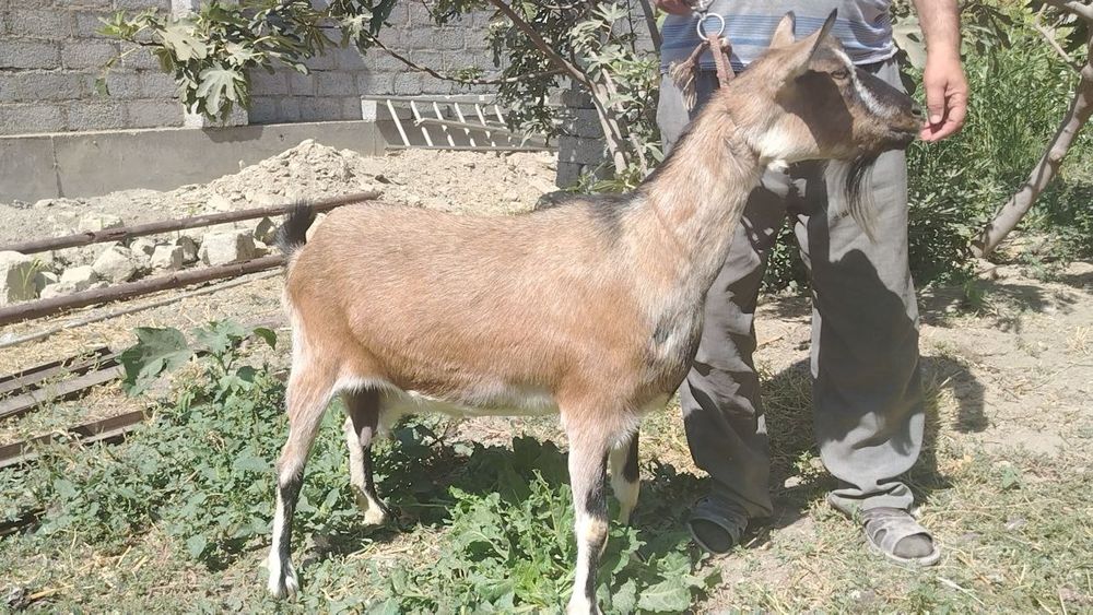 Эчки ургочи Тагимбург тозза пародали.