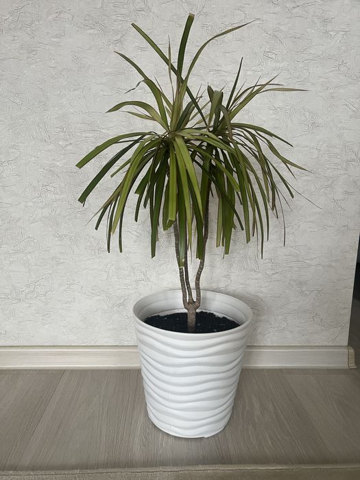 Пальма Драцена окаймленная