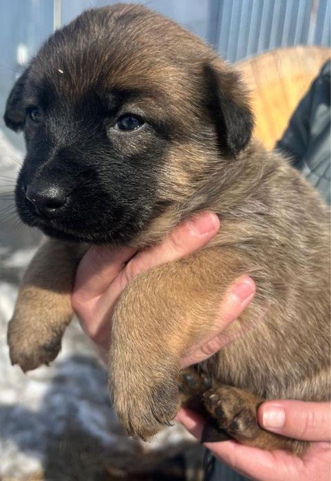 Щенки бесплатно, девочки