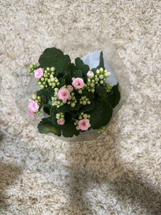 Цветя Каланхое и Антуриум