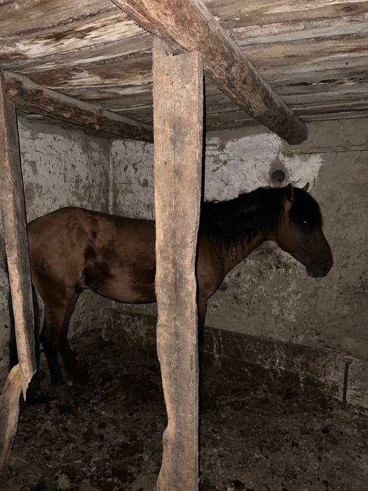 Айғыр, казаки жылкы, багасы 650 000
