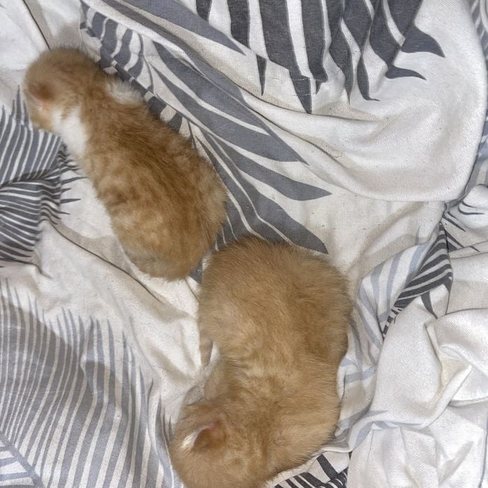 Котят отдам даром