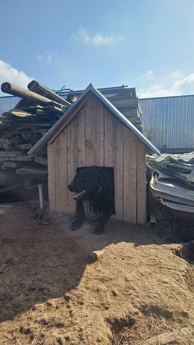 Продам лабрадор мальчик