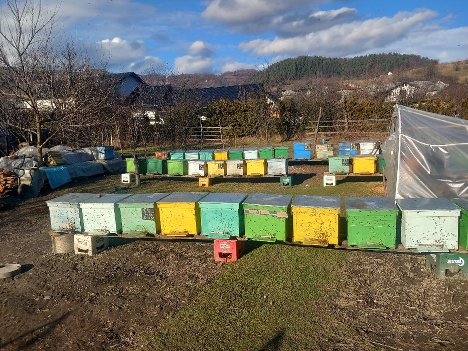 Vind famili de albine cu matci tinere selecționate