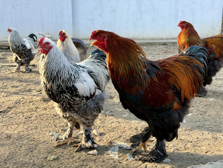 Млади петли брама