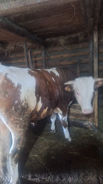 Бычок 1,5 года. Продам