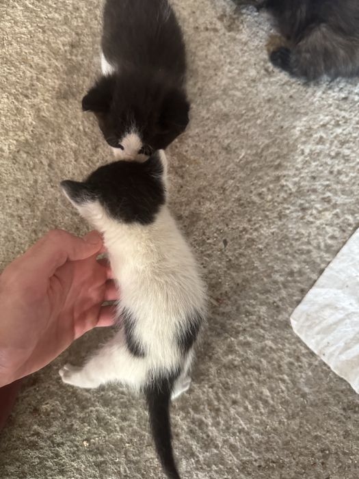 Подарявам котенца